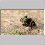 Andrena vaga - Weiden-Sandbiene vs Erdhummel 02.jpg